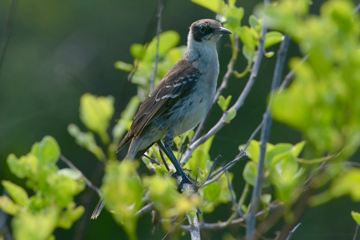 Moqueur des Galapagos - ML135145801