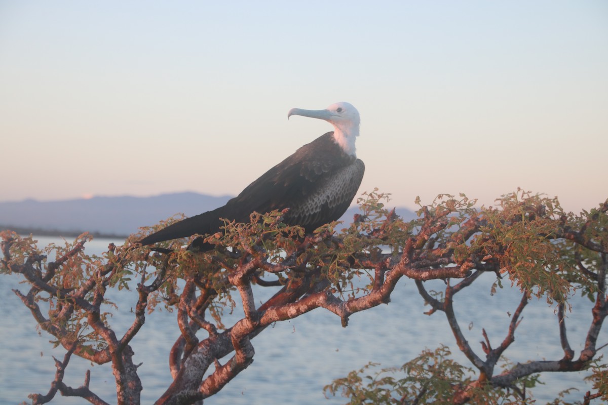 frigatebird sp. - Anika Fiske