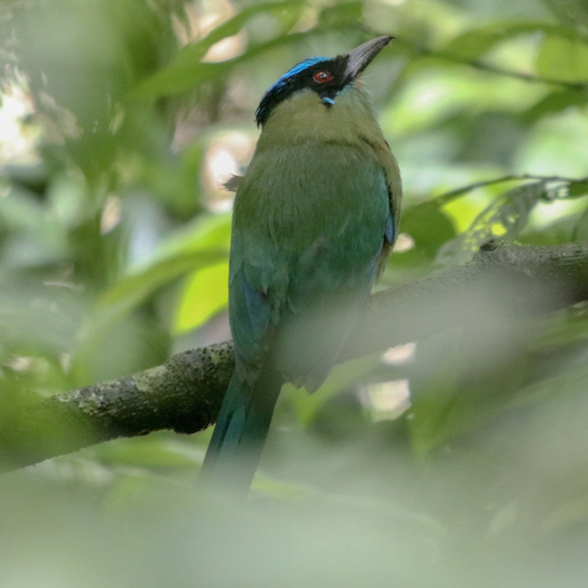 Andean Motmot - Daniel S.