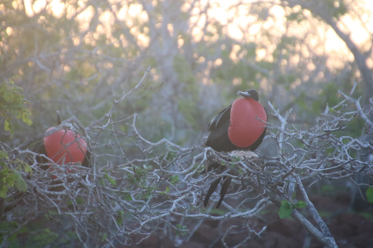 frigatebird sp. - ML135146841