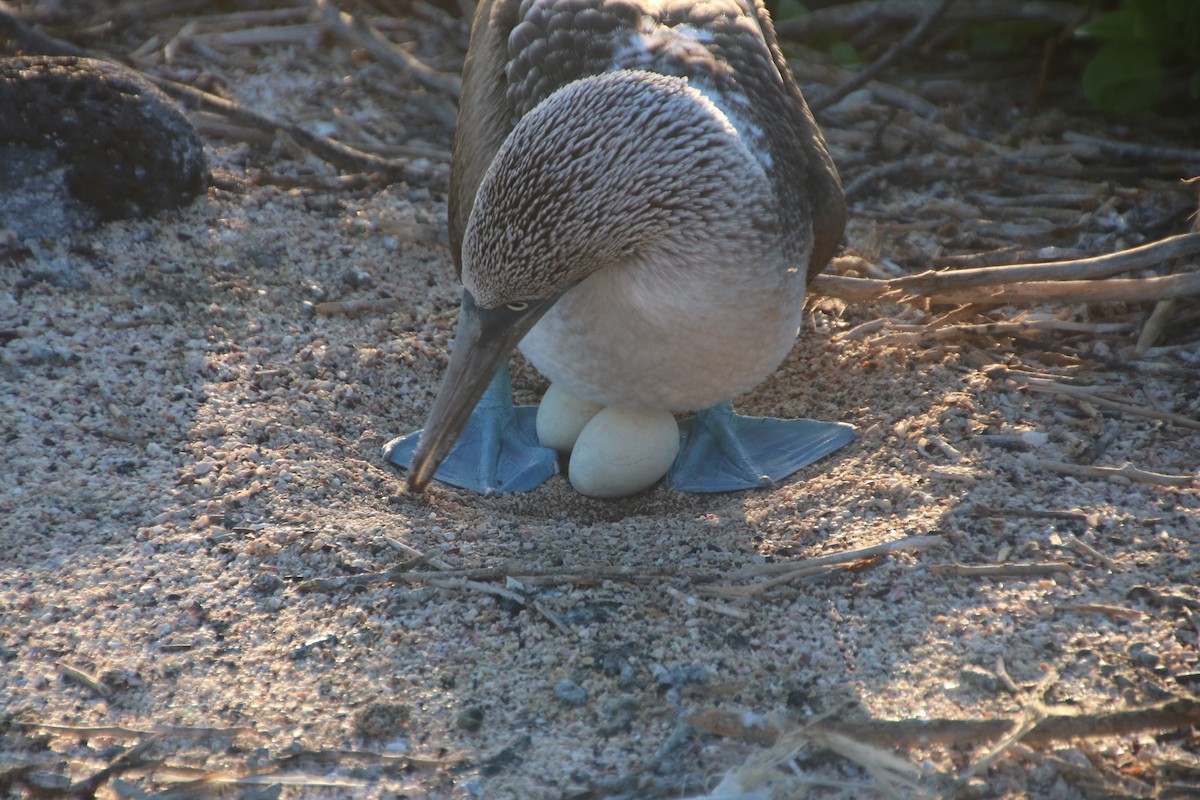 Blue-footed Booby - ML135146891