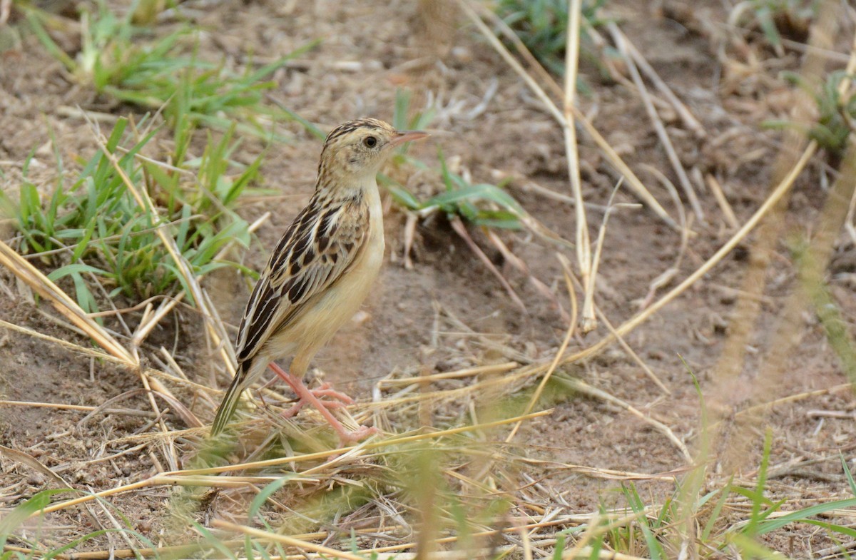 Pectoral-patch Cisticola - ML135148601