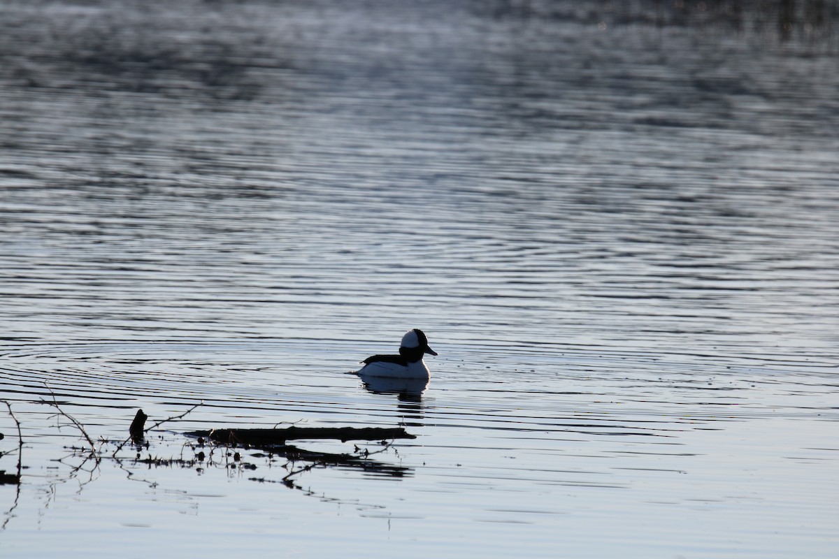 Bufflehead - ML135149091