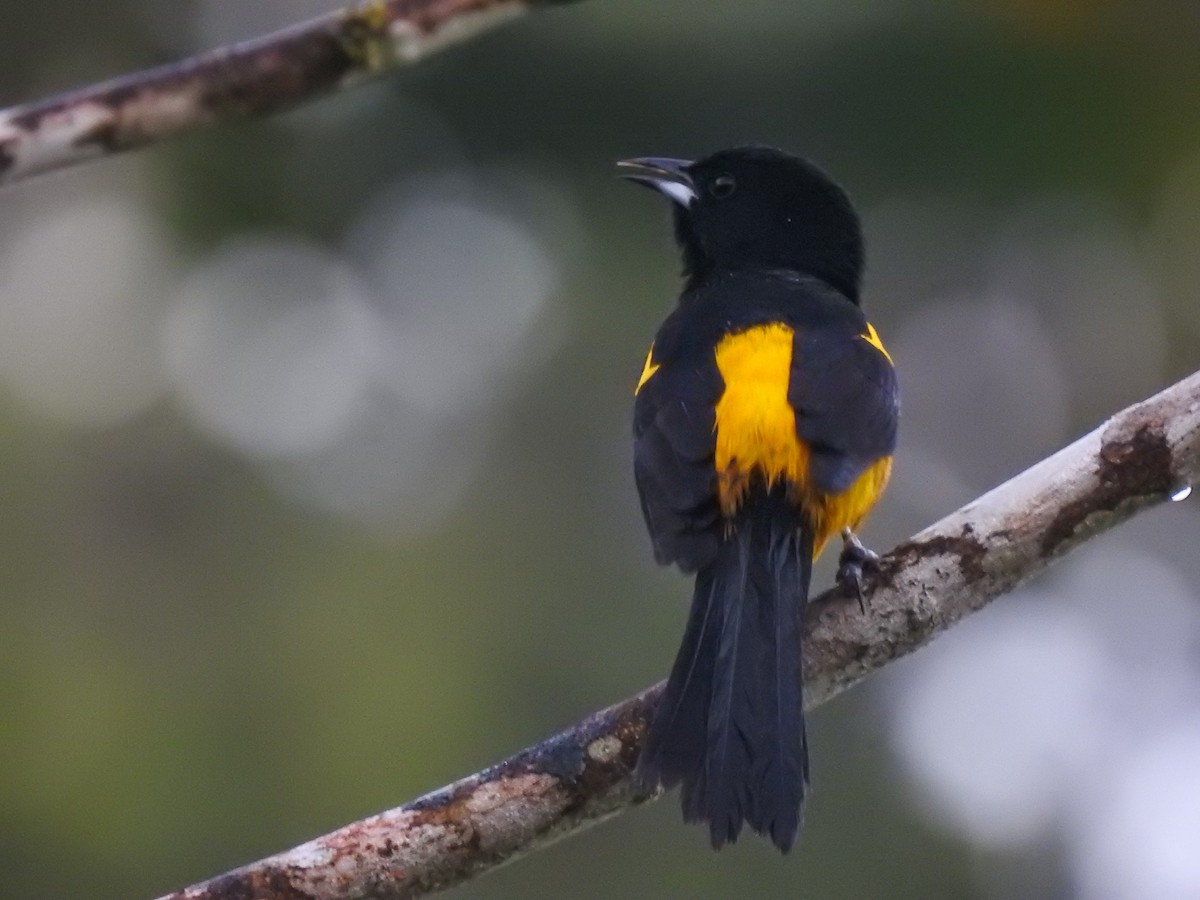 Black-cowled Oriole - ML135149261