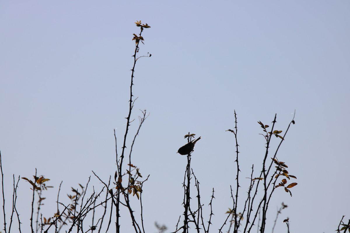 Roitelet à couronne dorée - ML135149311