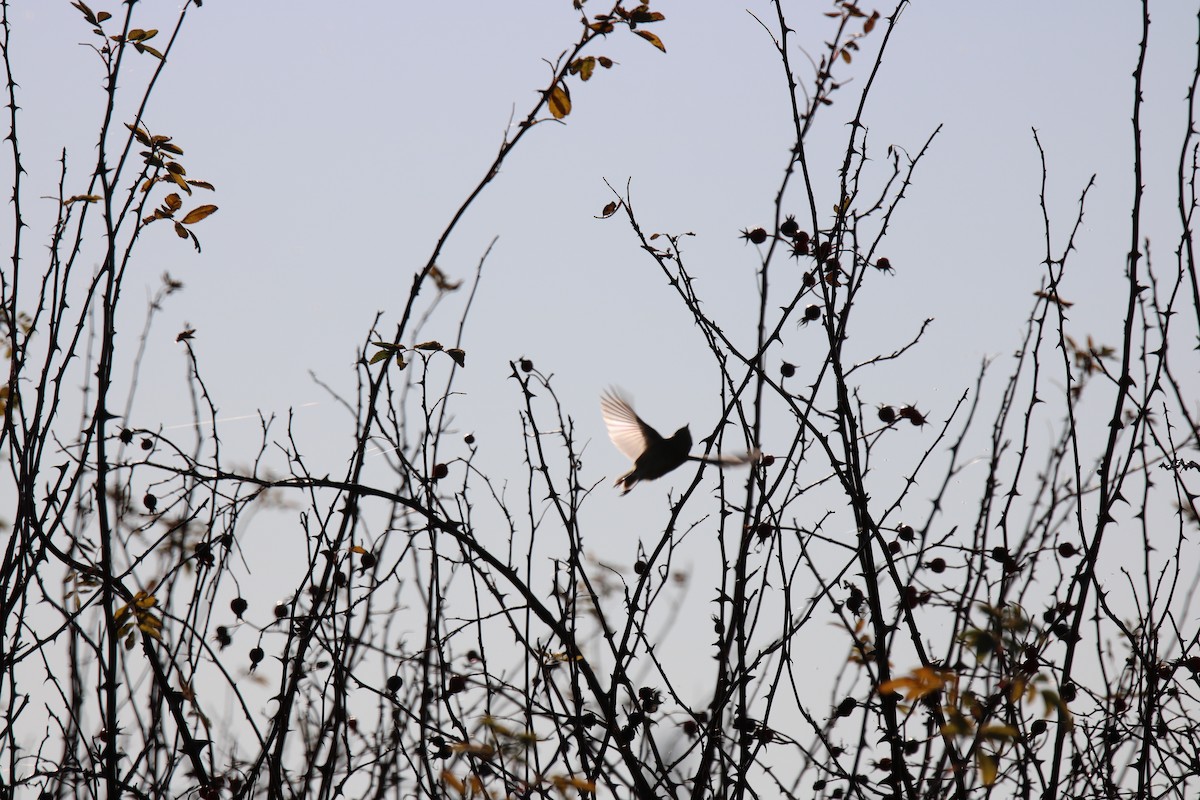 Roitelet à couronne dorée - ML135149401