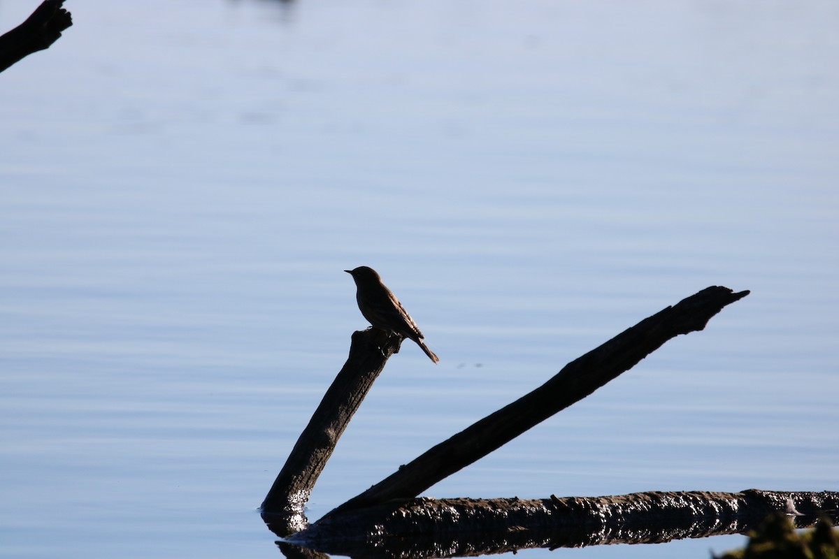 Yellow-rumped Warbler - ML135149681