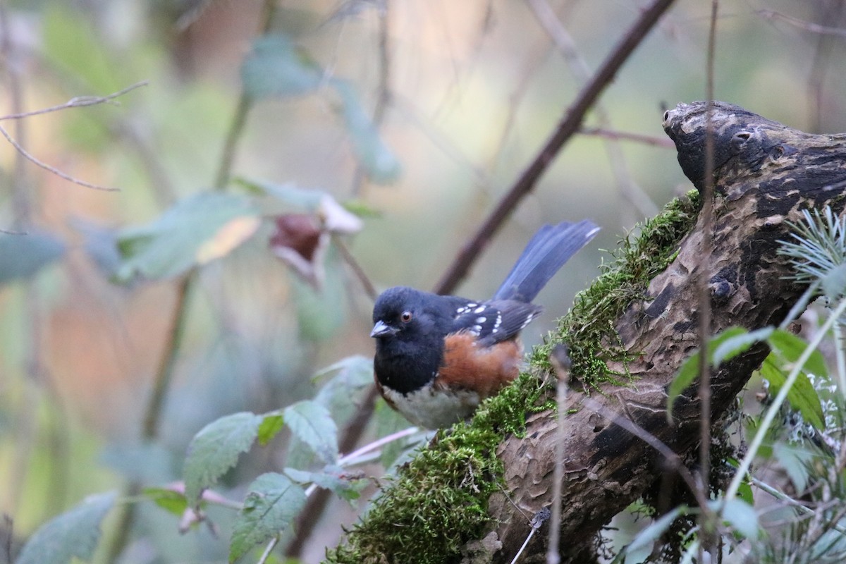 Spotted Towhee - ML135149801