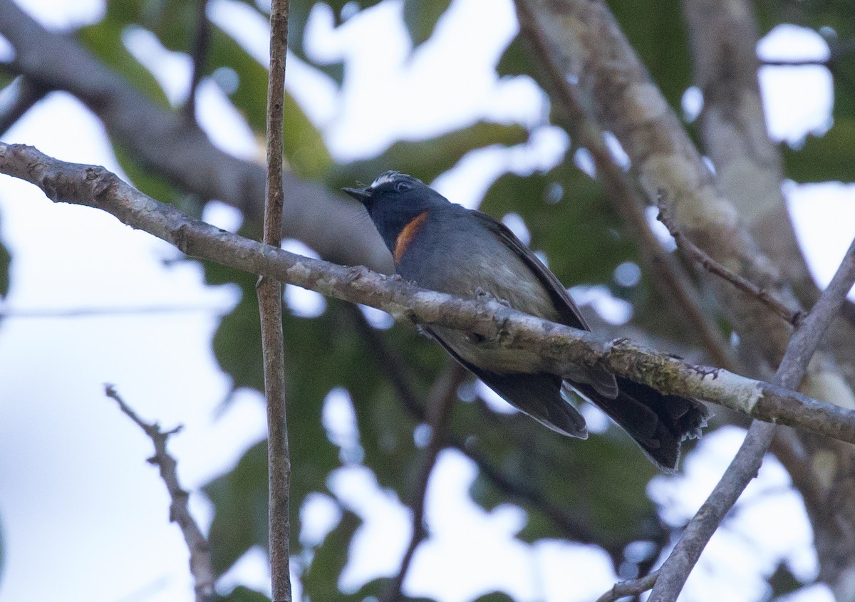 Rufous-gorgeted Flycatcher - ML135149941