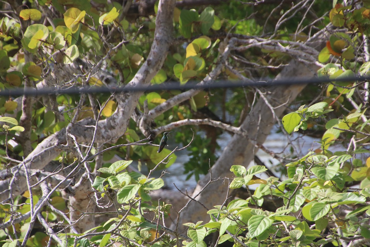 Green-breasted Mango - ML135152571