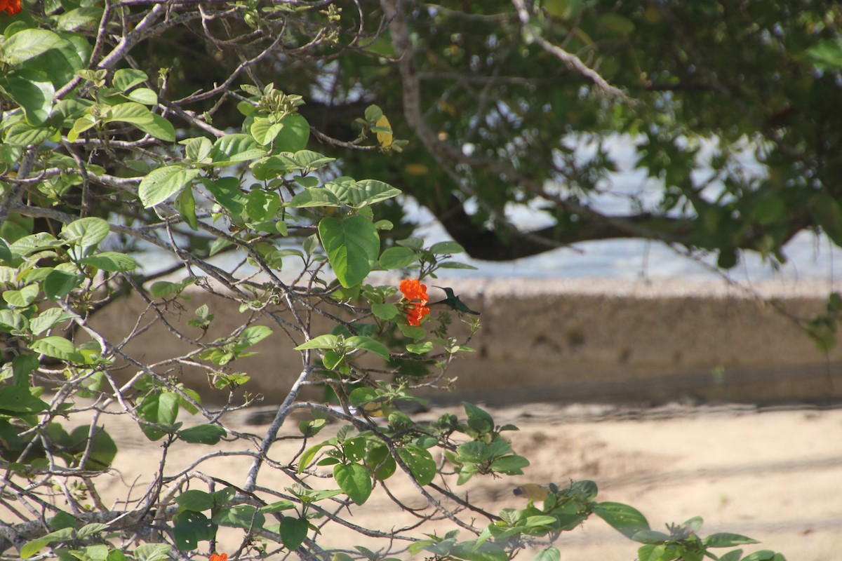 Green-breasted Mango - ML135152581