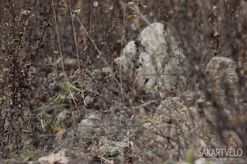 Eurasian Wren - ML135152911