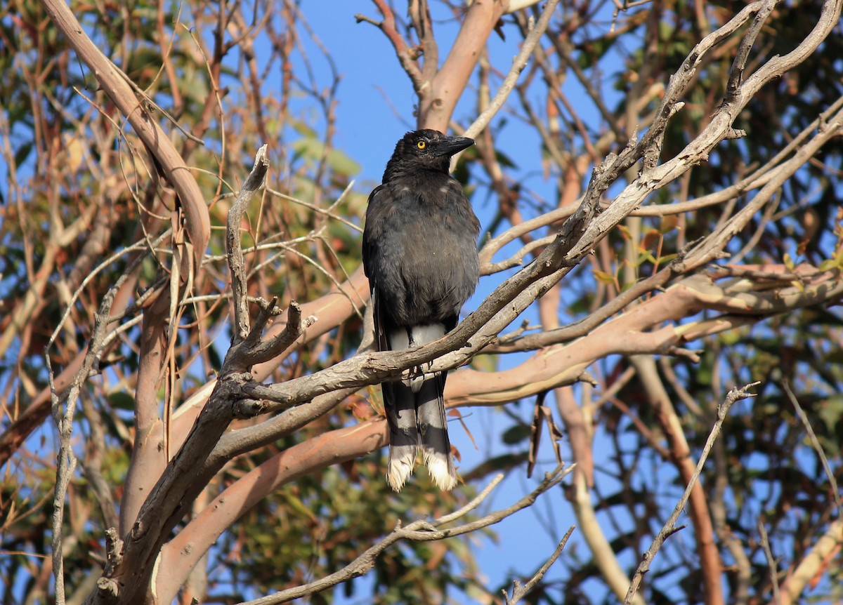 Pied Currawong - ML135156231