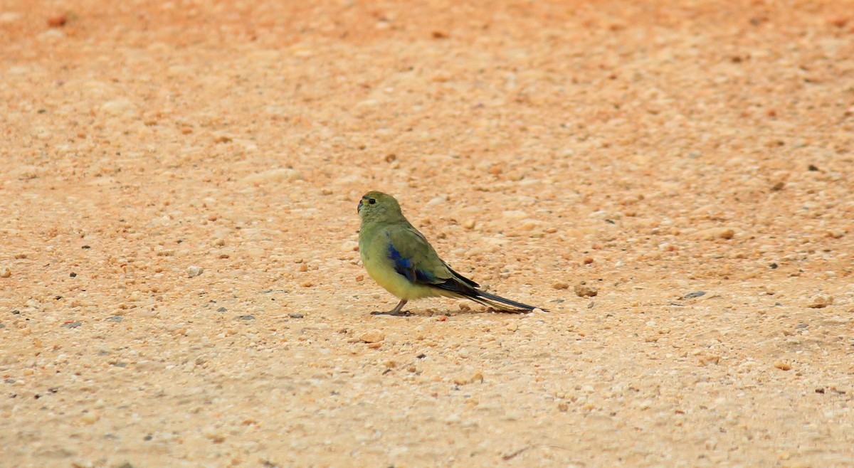 Blue-winged Parrot - ML135156721