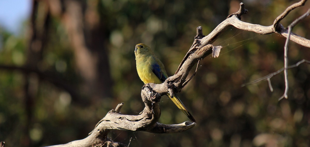 Blue-winged Parrot - ML135156741