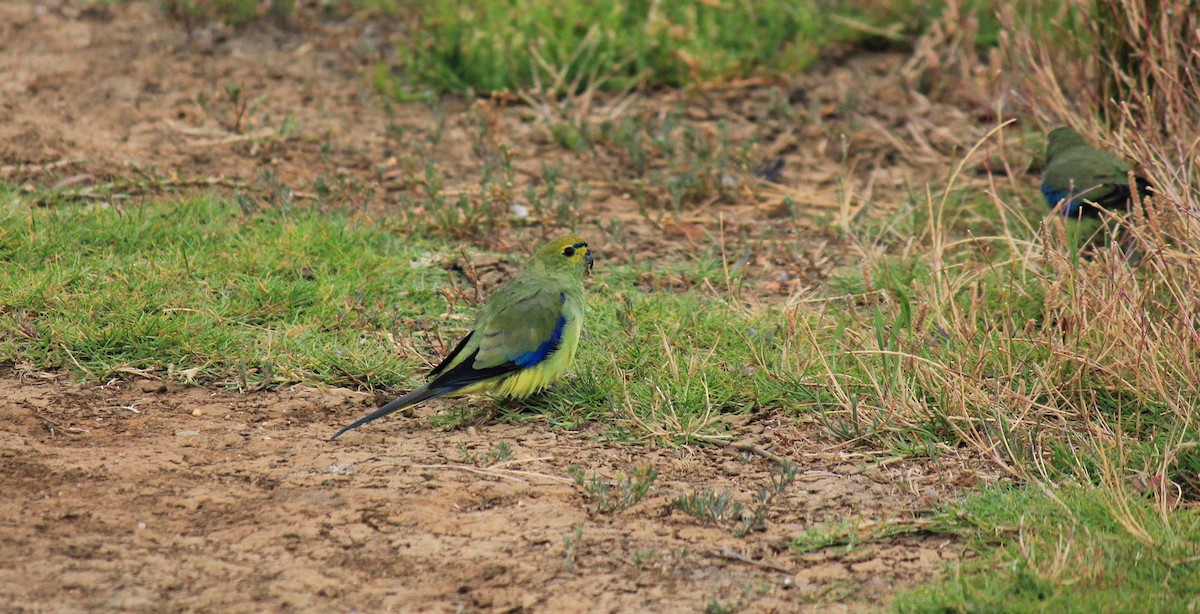 Blue-winged Parrot - ML135156781