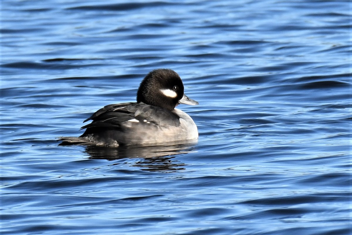 Bufflehead - ML135157271