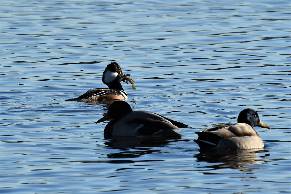 Hooded Merganser - ML135157541