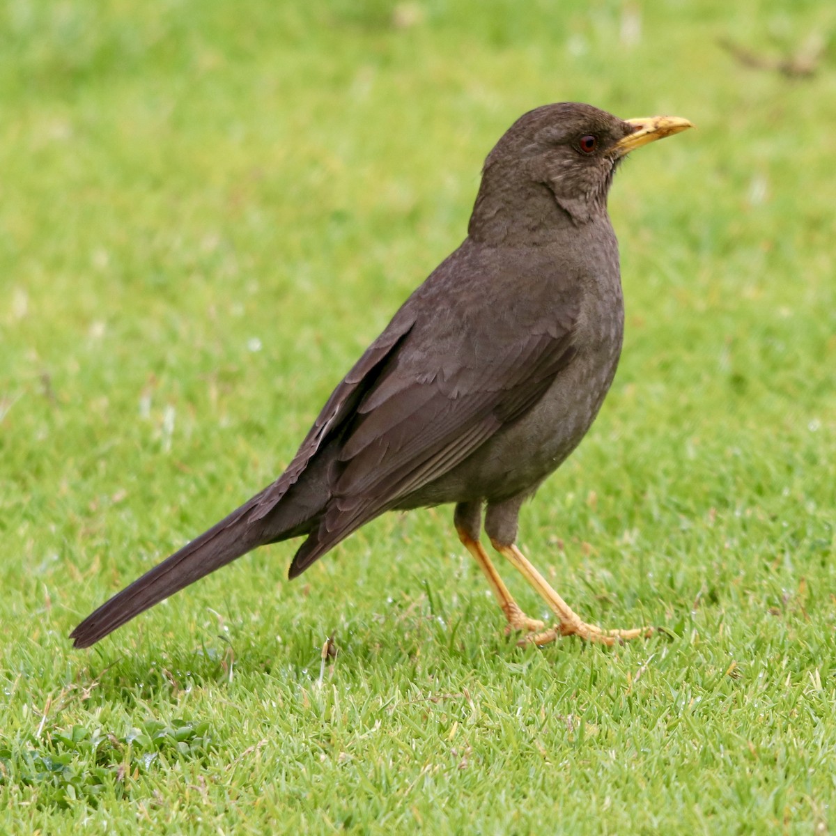 Chiguanco Thrush - Daniel S.