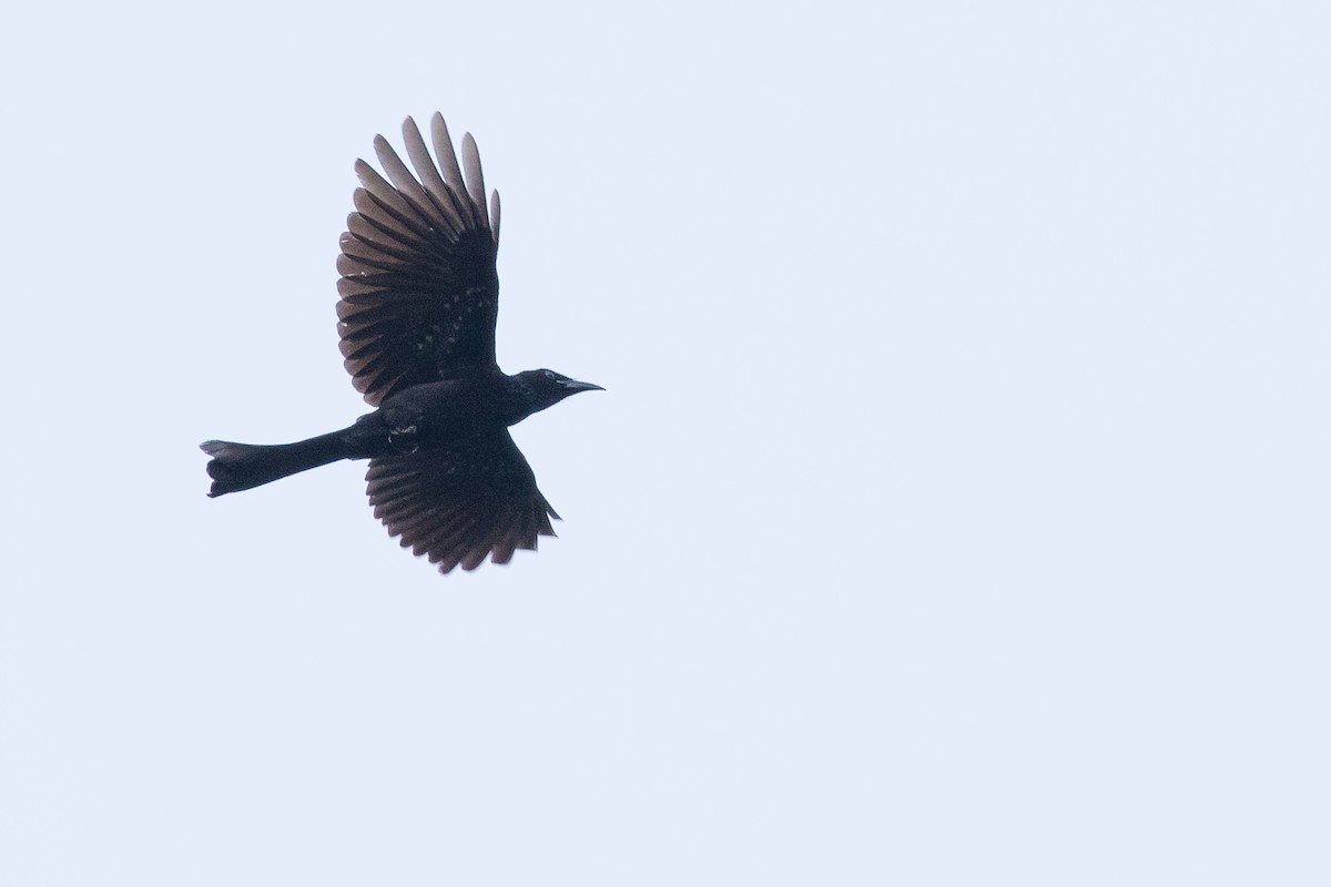 Hair-crested Drongo - ML135158091