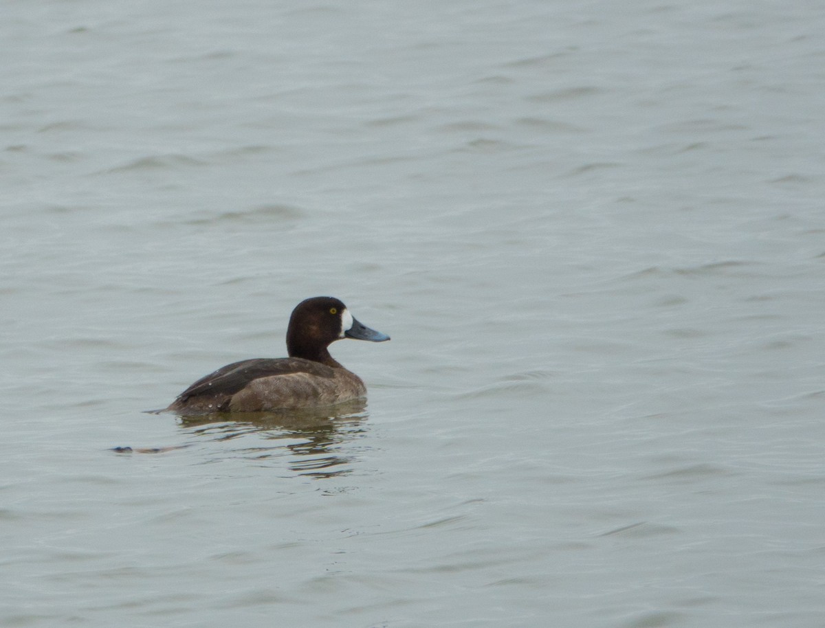 Greater Scaup - Kim Tomko