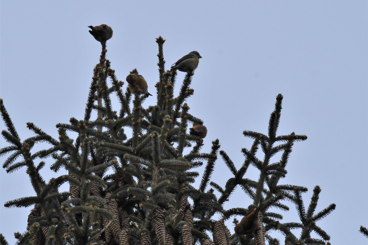 Red Crossbill - Ted Bradford