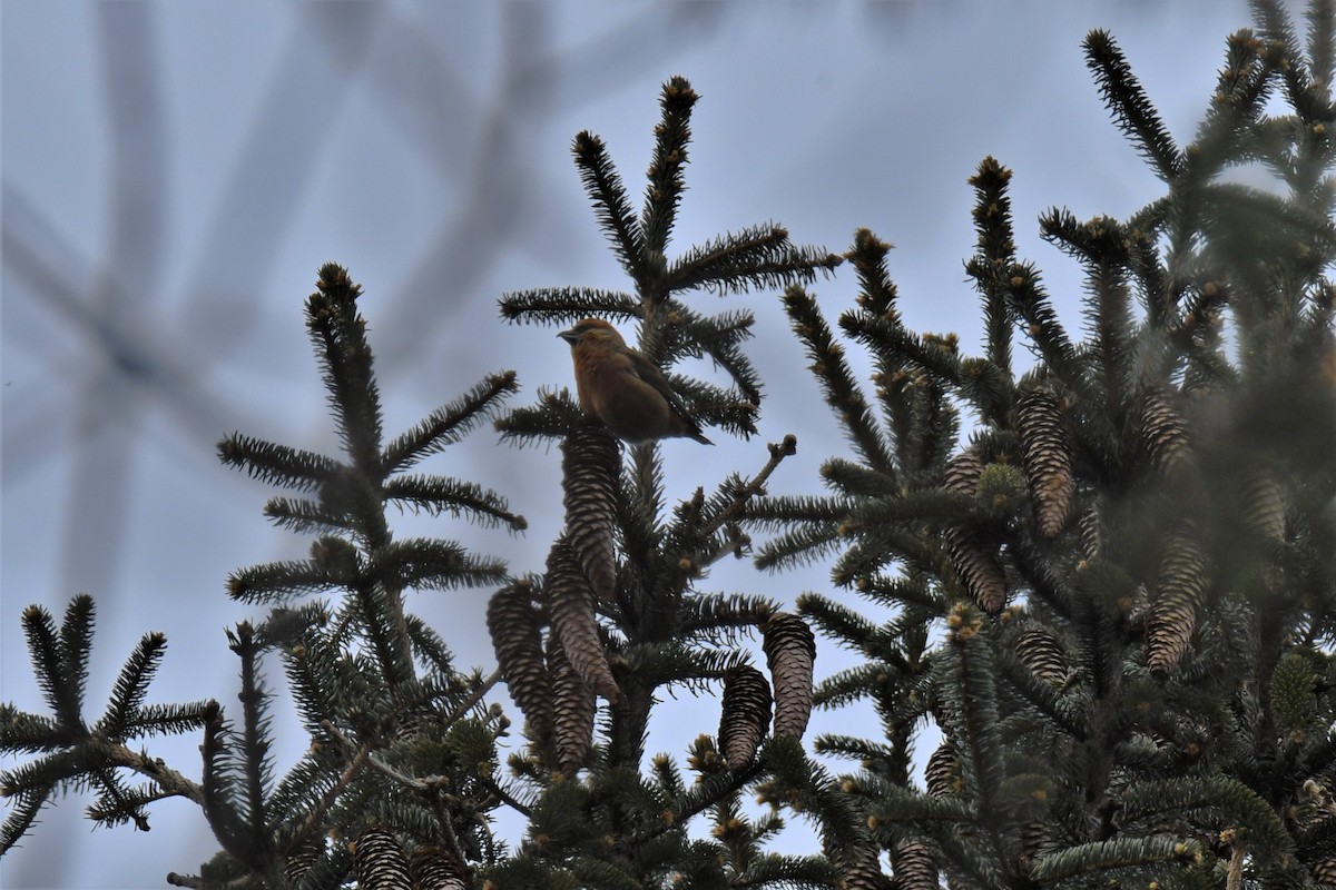 Red Crossbill - ML135159221