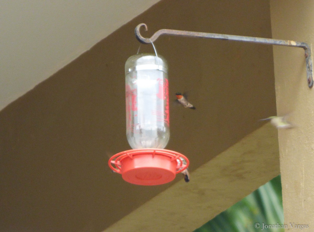 Ruby-throated Hummingbird - ML135159561