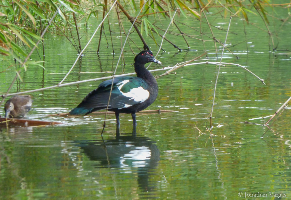 Muscovy Duck - ML135159951