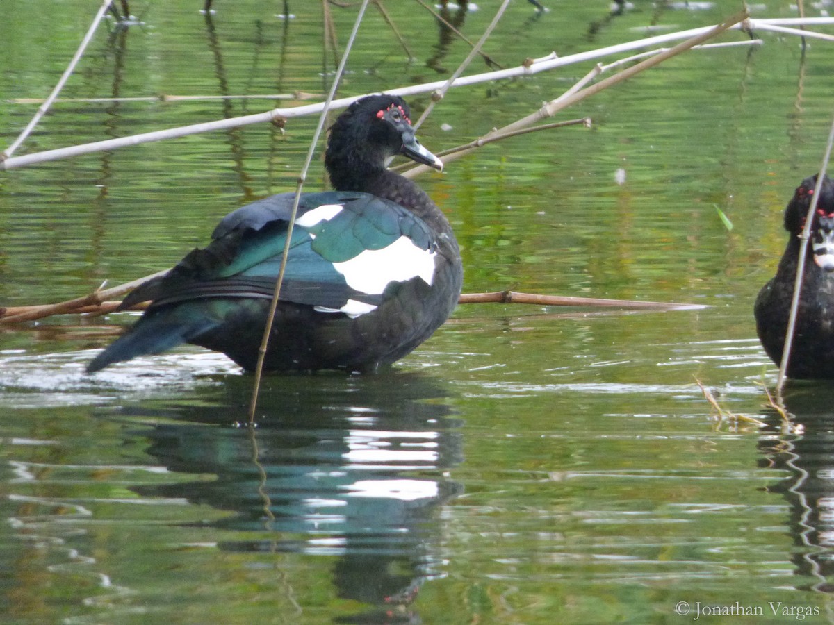 Muscovy Duck - ML135159961