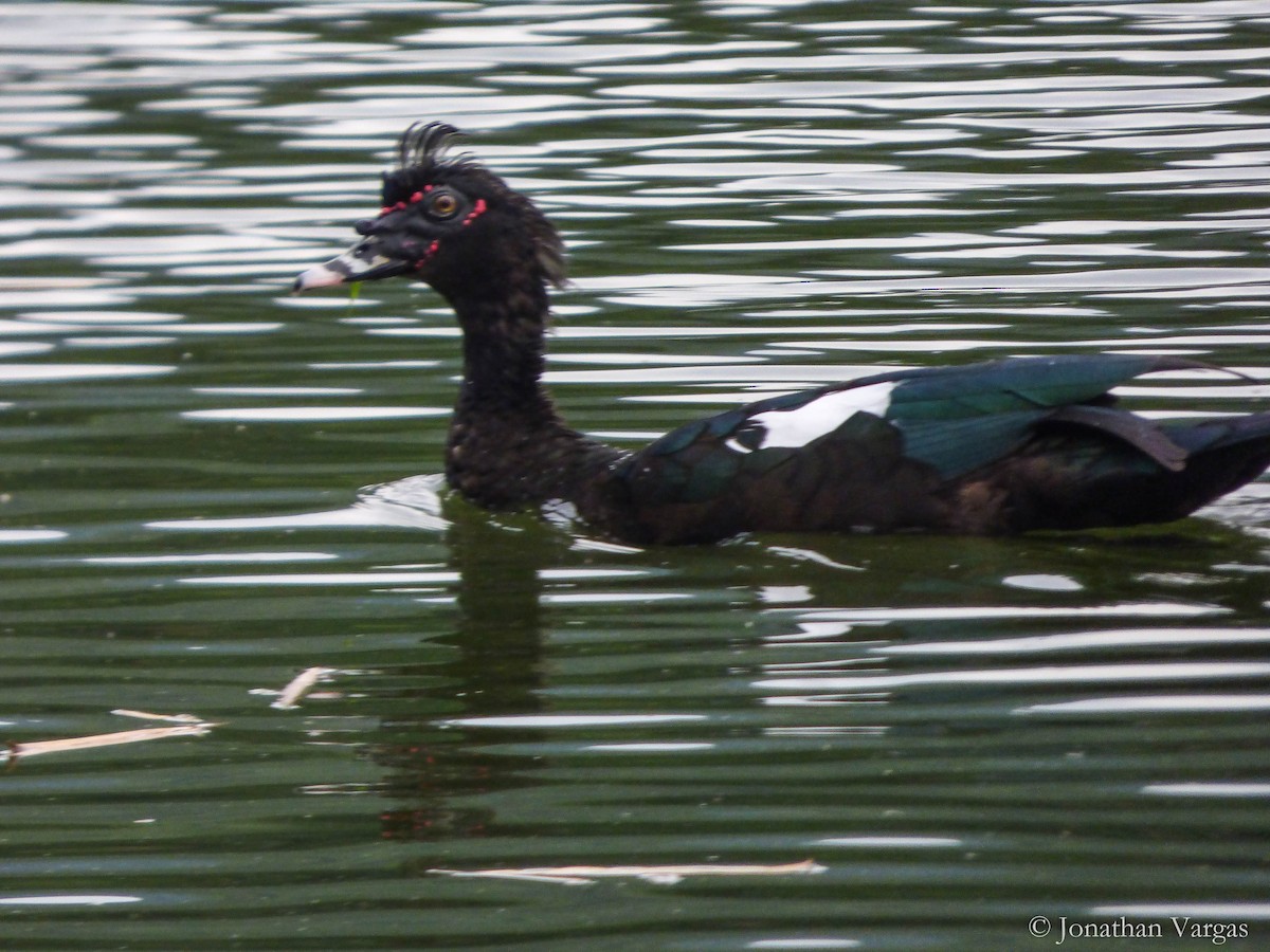 Muscovy Duck - ML135159971