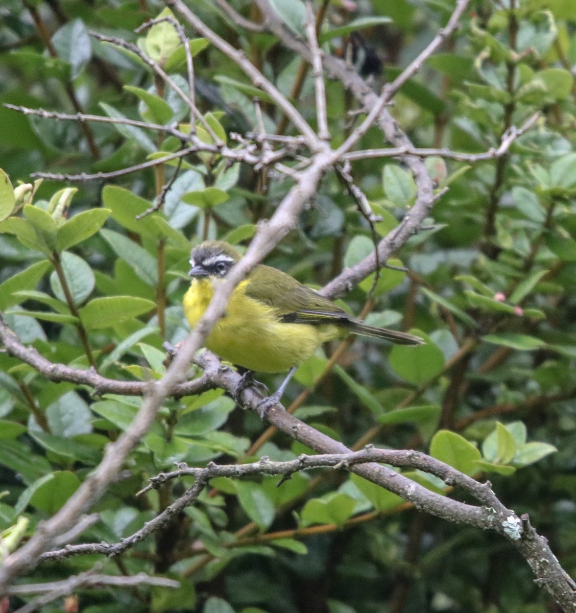 Hemispingo Cejudo (urubambae) - ML135160001