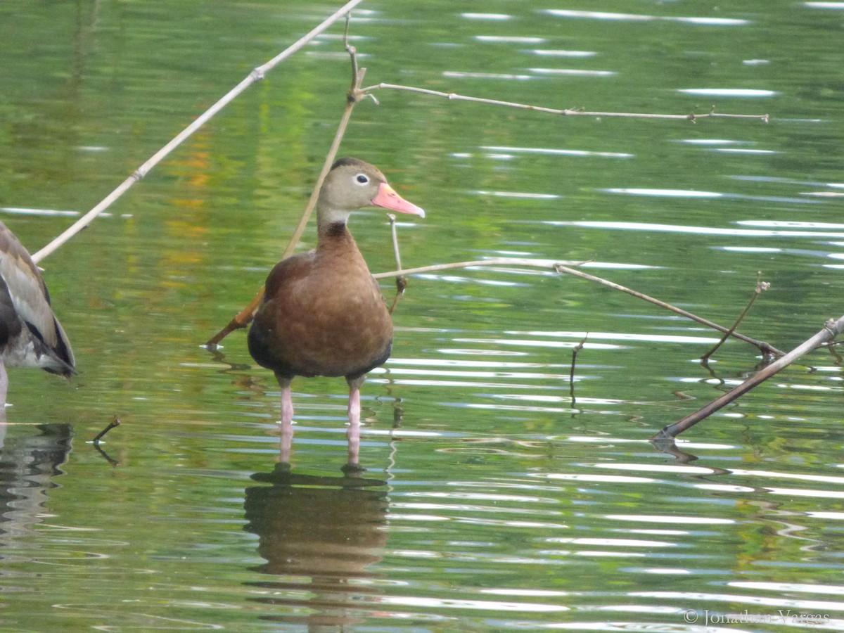 Black-bellied Whistling-Duck - ML135160051