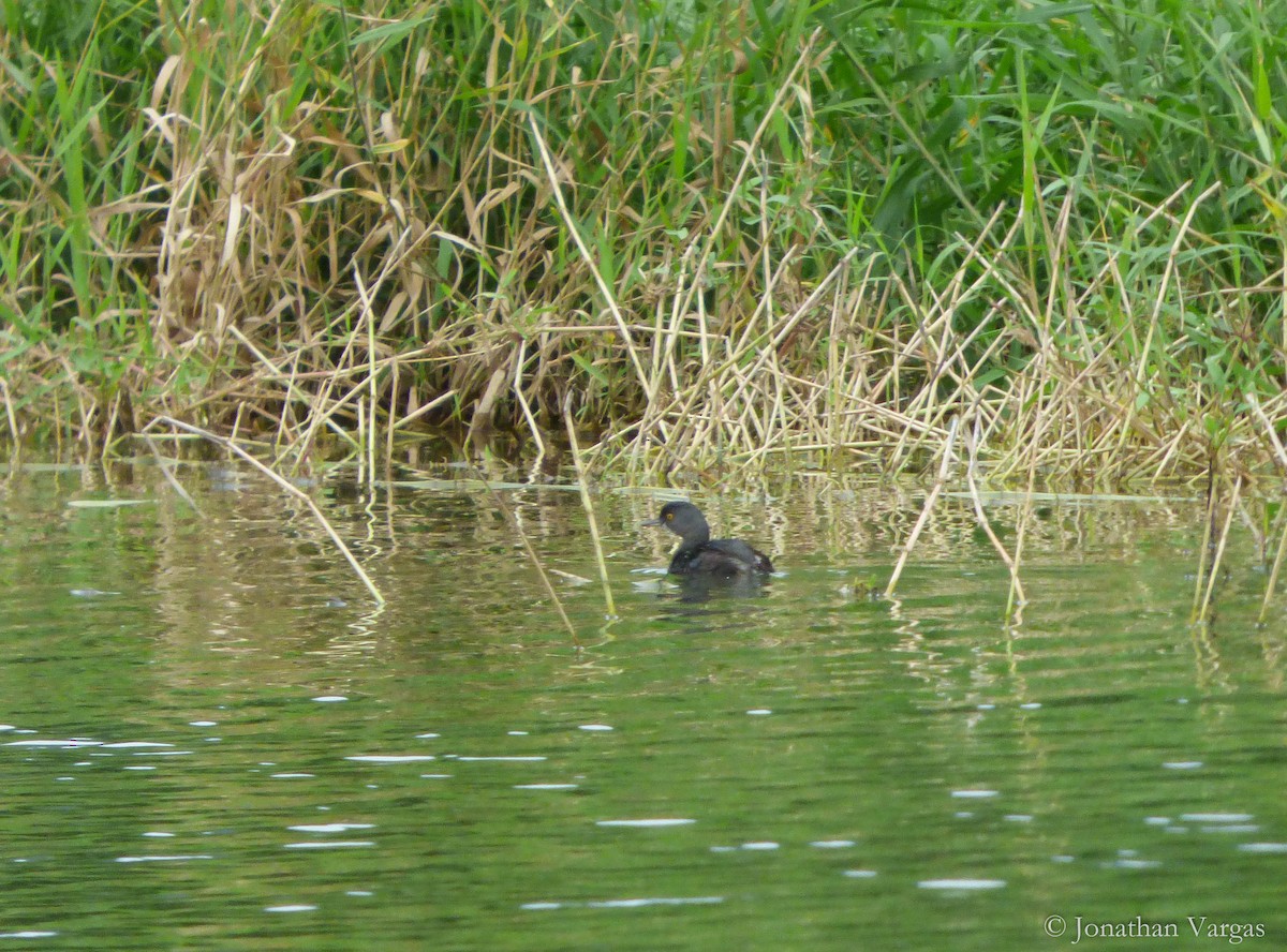 Least Grebe - ML135160141