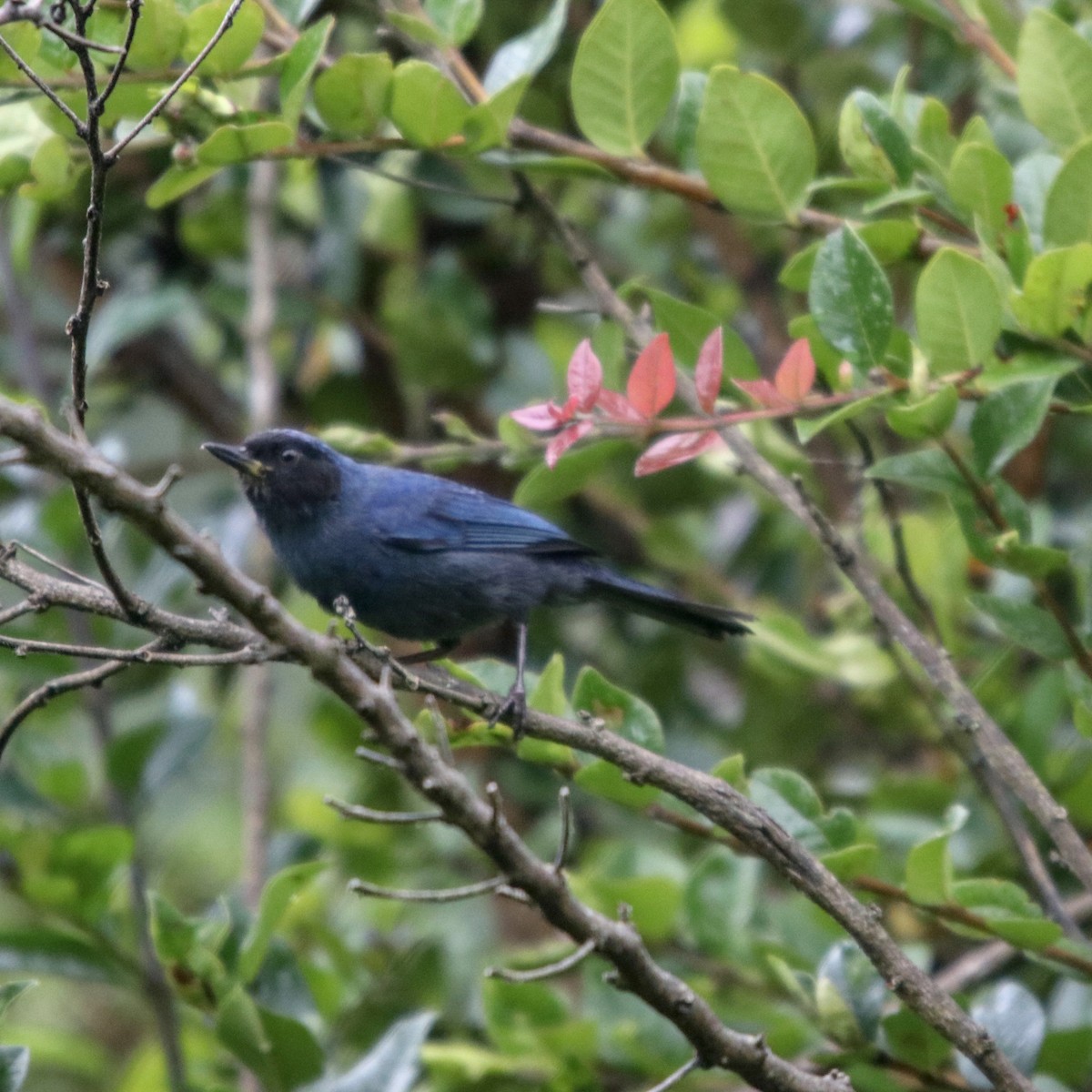 Masked Flowerpiercer - ML135160221