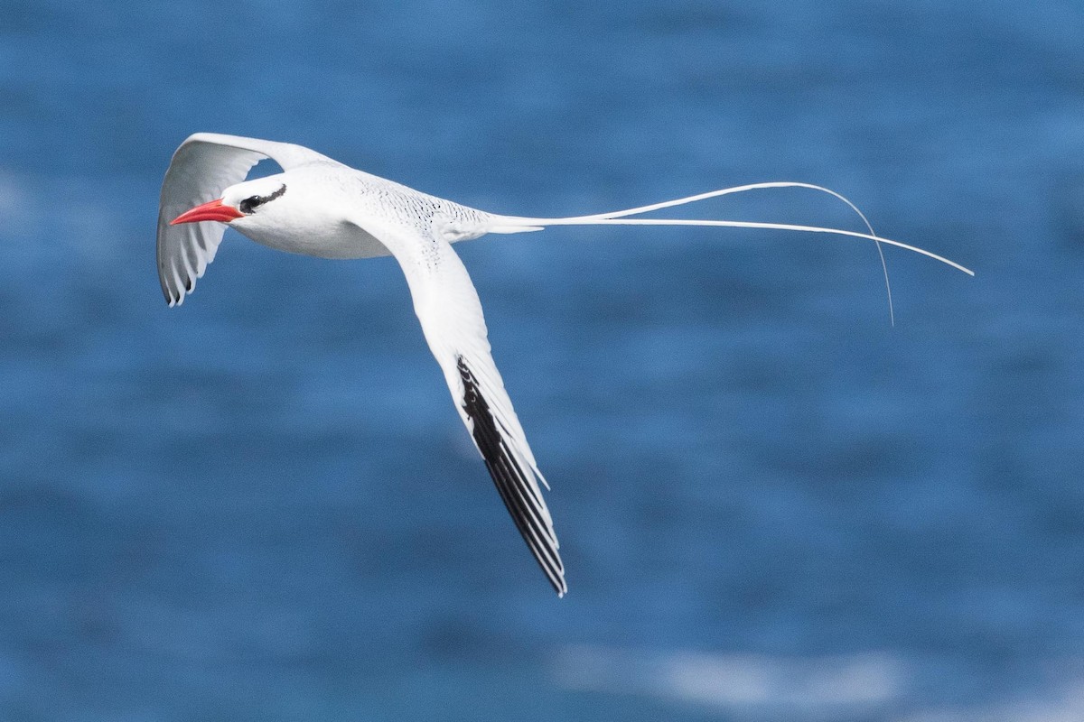 Red-billed Tropicbird - Eric VanderWerf