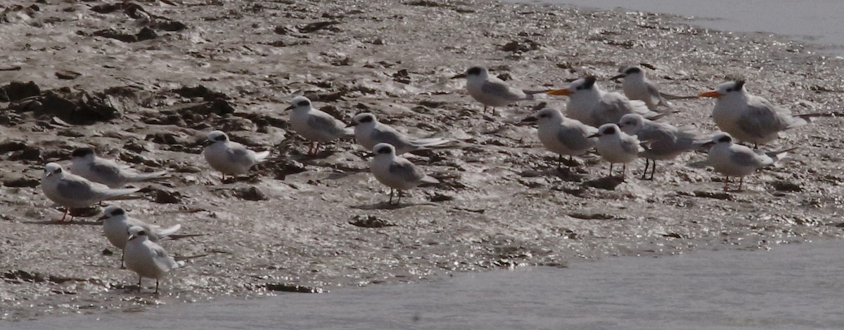 Royal Tern - ML135164101