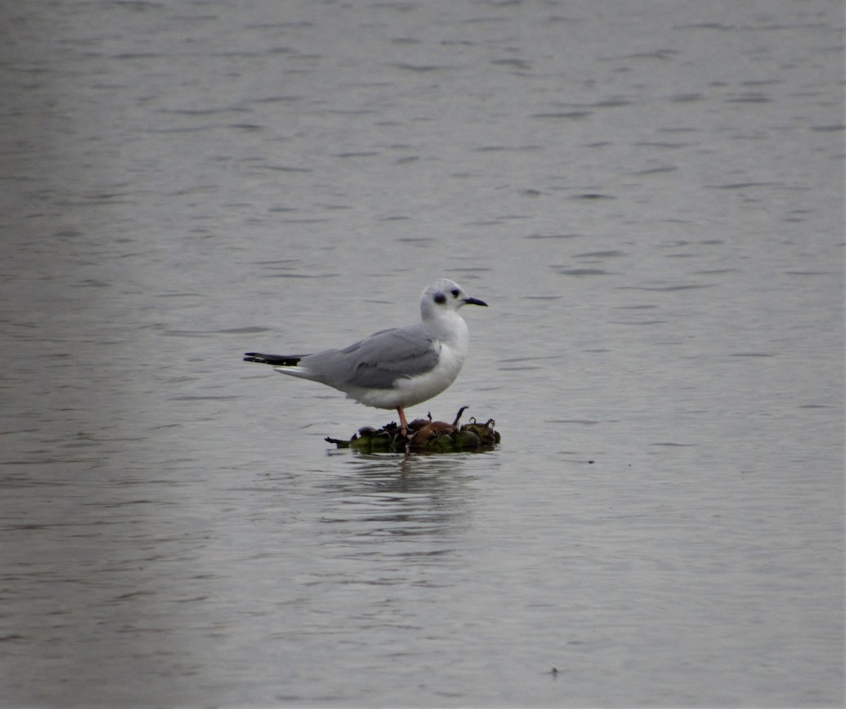 Bonaparte's Gull - ML135164231