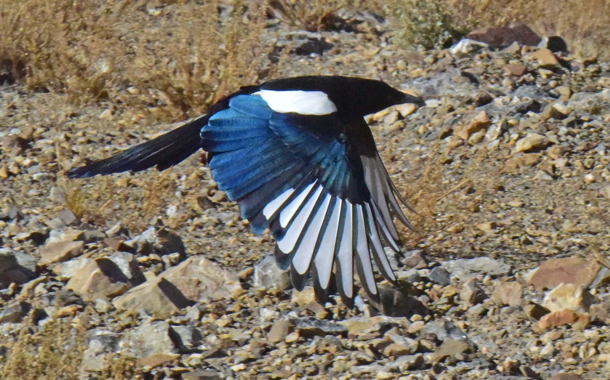 Black-rumped Magpie - ML135164891