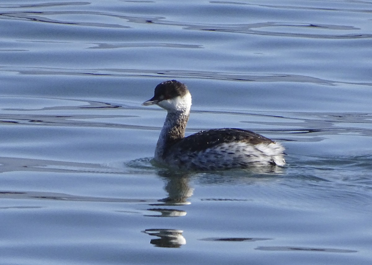 Пірникоза червоношия - ML135165371