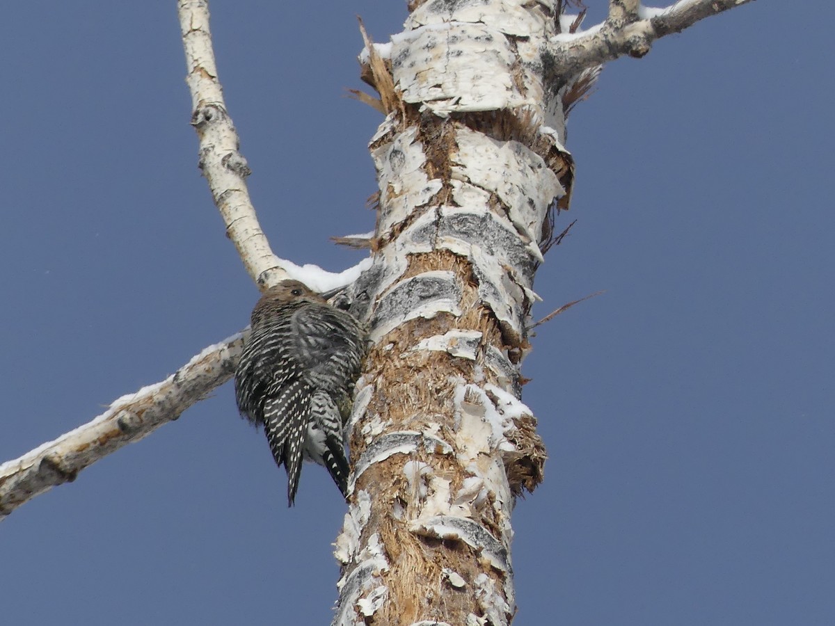 Williamson's Sapsucker - ML135167461