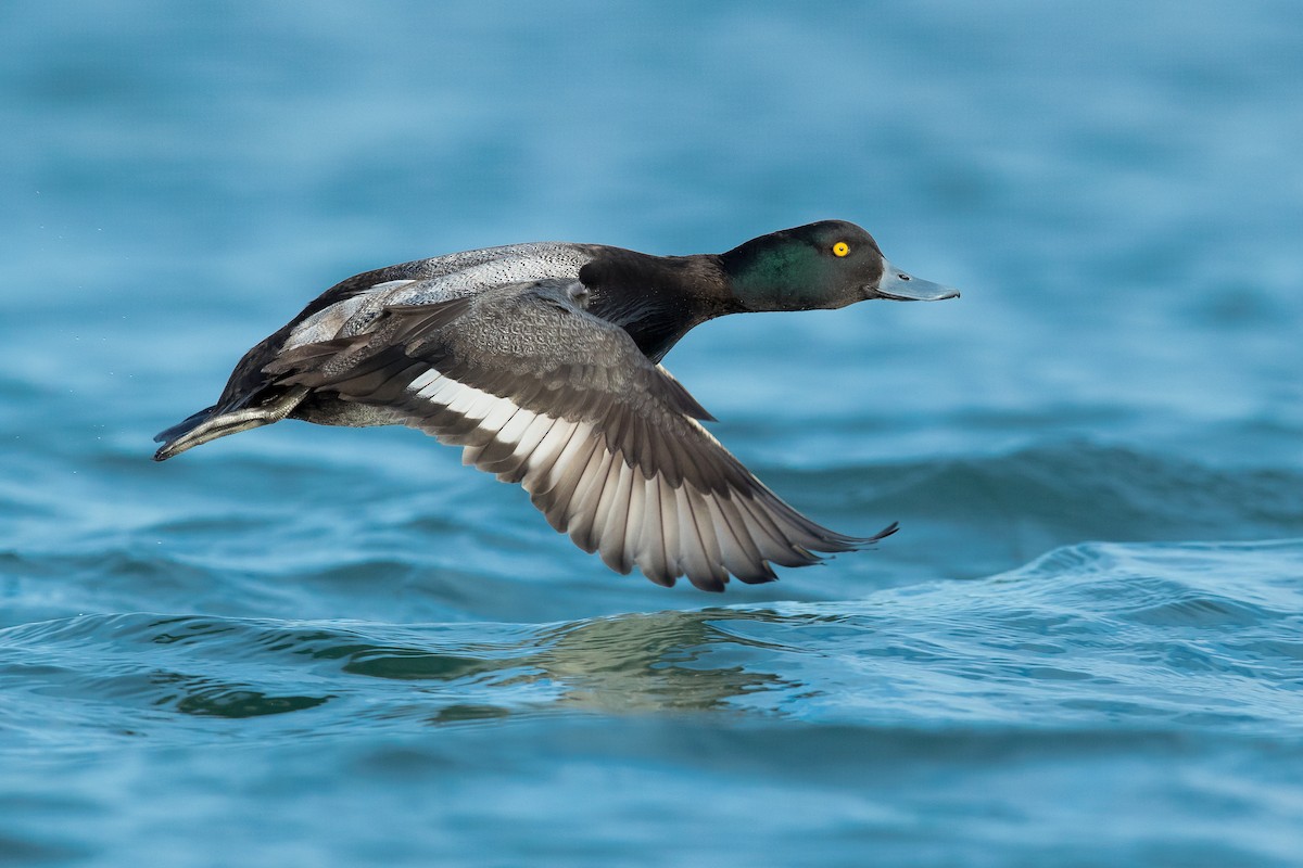 Lesser Scaup - Dorian Anderson