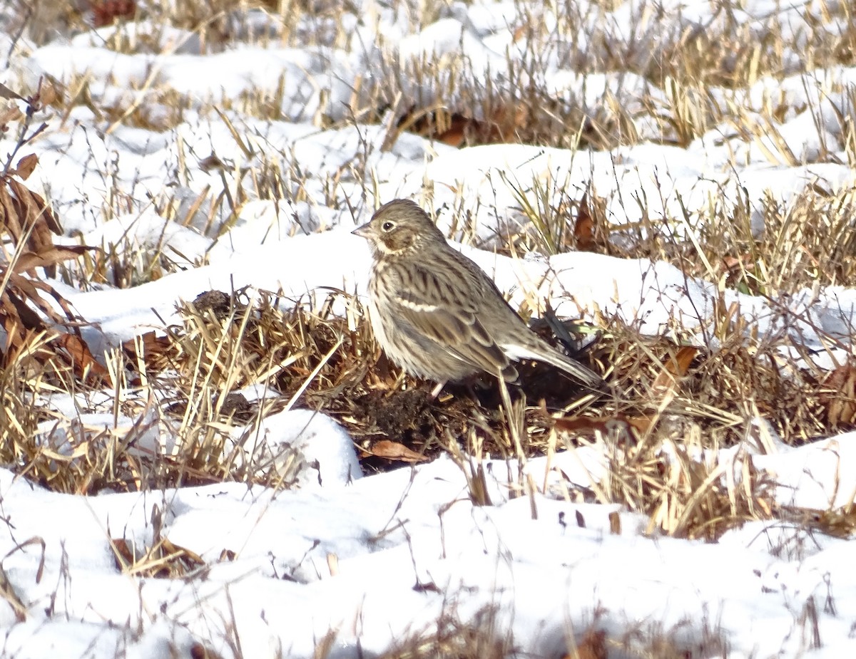 Vesper Sparrow - Sandra Keller