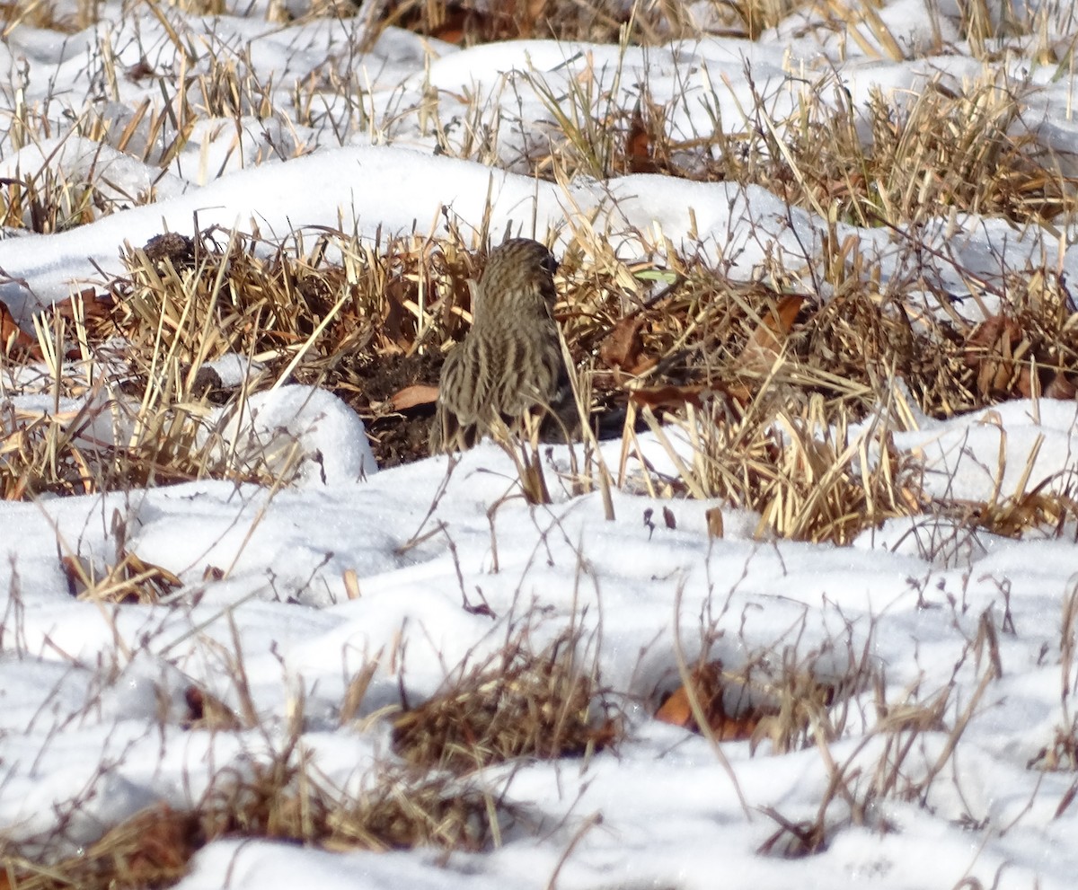 Vesper Sparrow - Sandra Keller