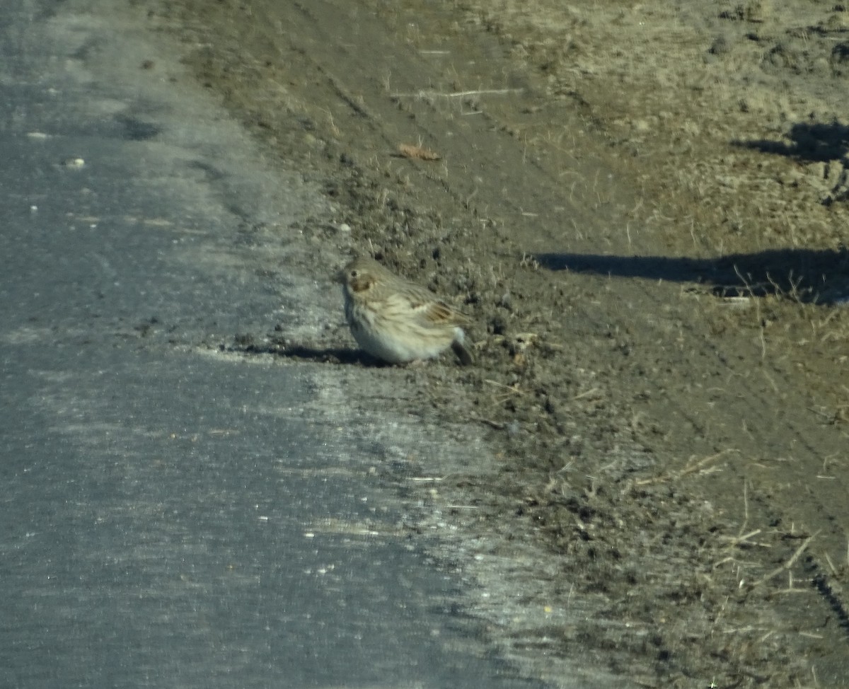 Vesper Sparrow - Sandra Keller