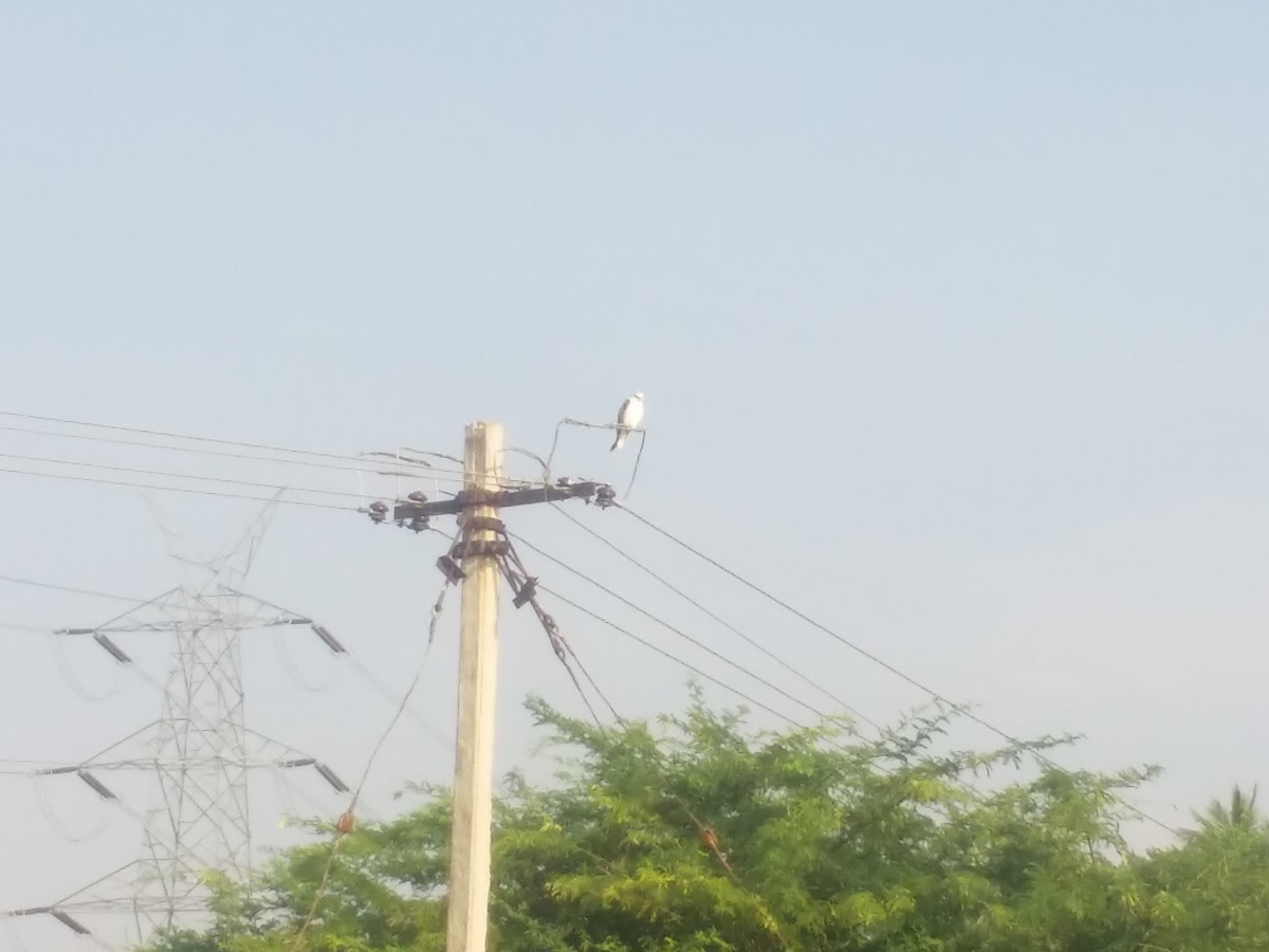 Black-winged Kite - ML135174251