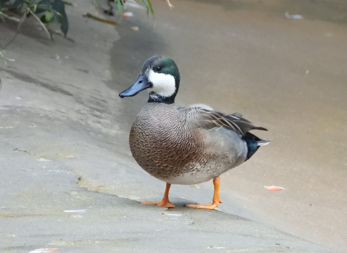 雑種 ハシビロガモ x オカヨシガモ - eBird