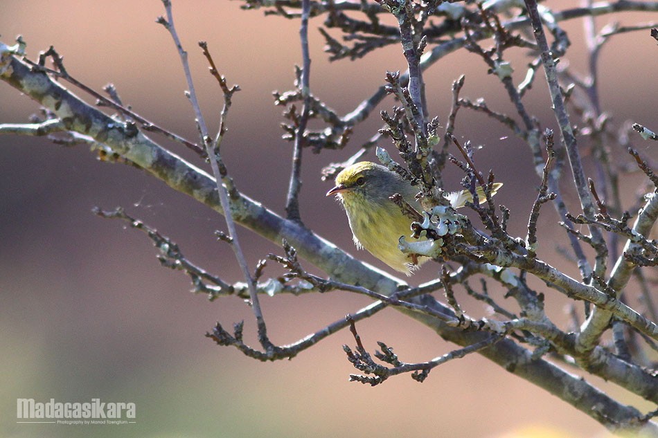 Stripe-throated Jery - ML135175261