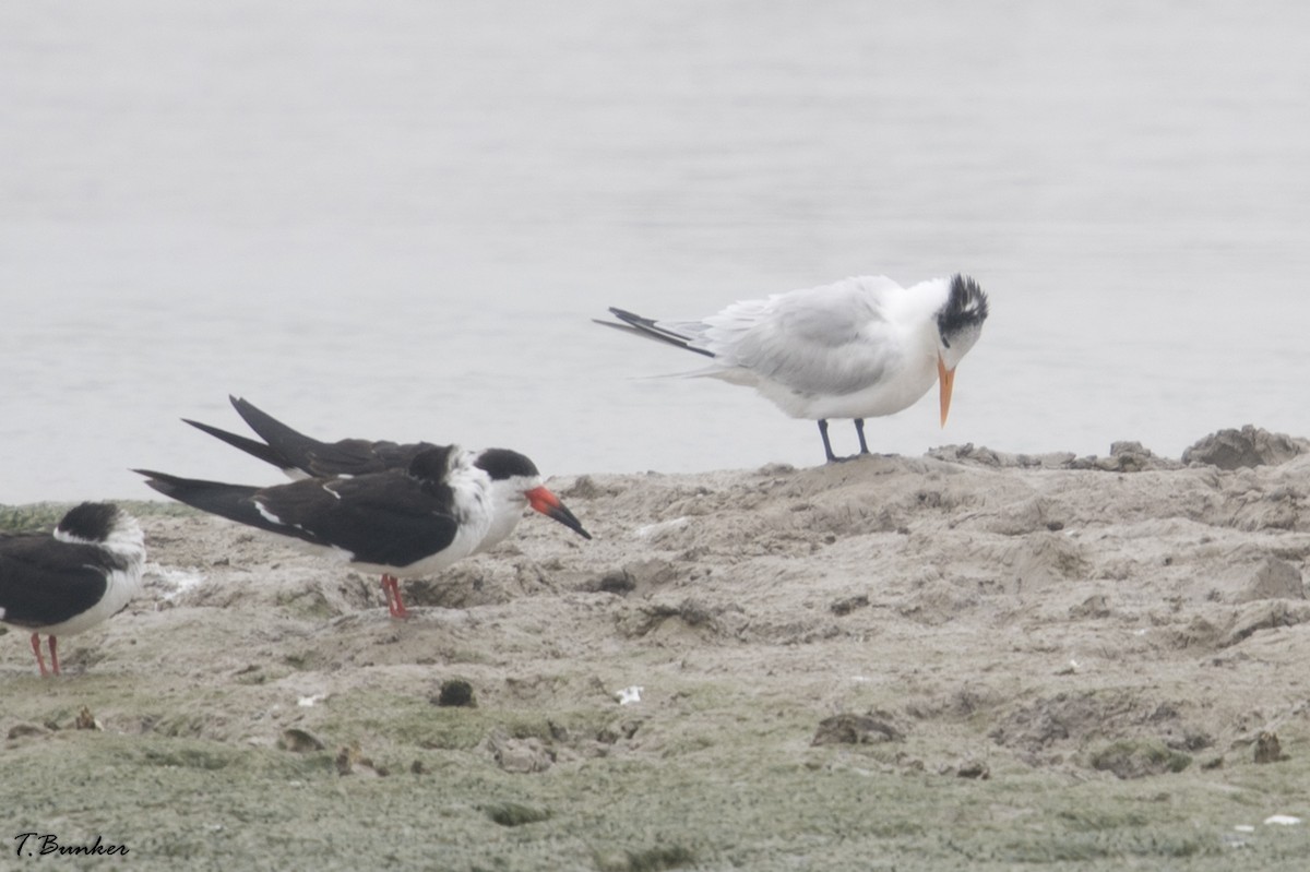 Royal Tern - ML135175401