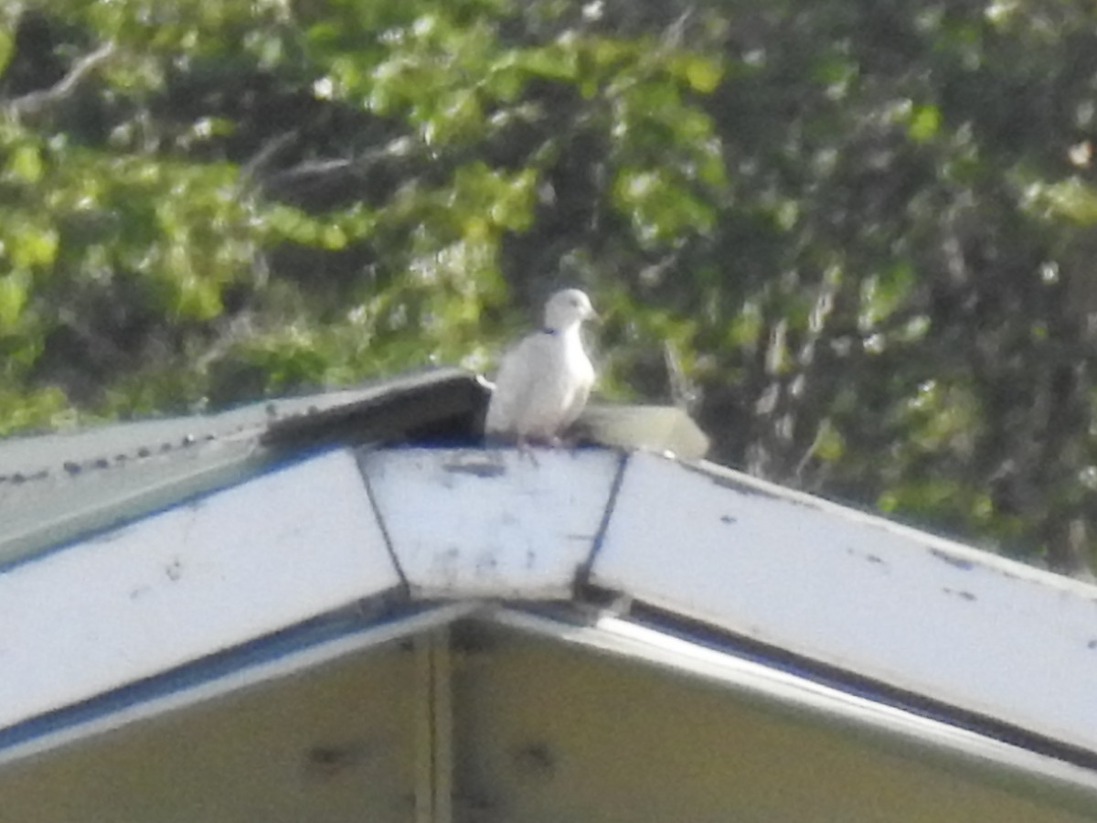 Eurasian Collared-Dove - ML135177611